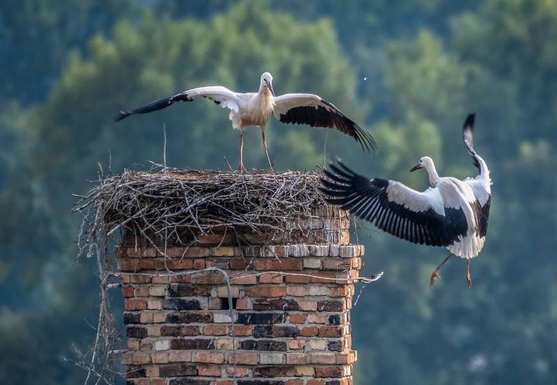 Professional Chimney Animal Removal Services in Boyds, Maryland
